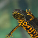 Great Crested Newt