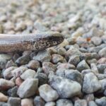 Slow worm