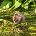 Water vole